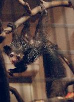 Endangered Madagascar lemurs make debut at Tokyo's Ueno Zoo